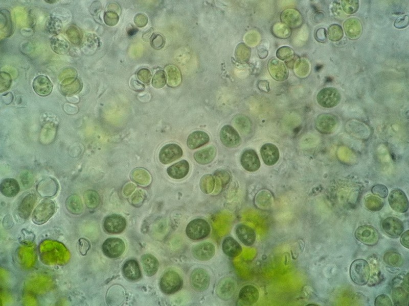 Chroococcus sp.